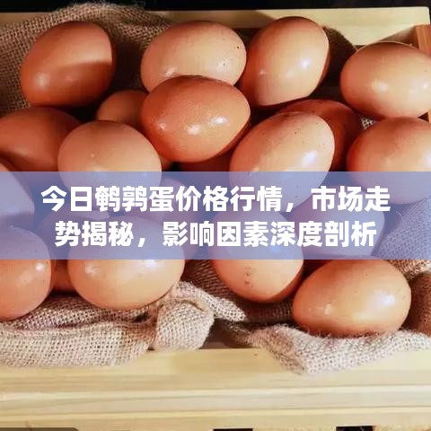 今日鵪鶉蛋價(jià)格行情，市場(chǎng)走勢(shì)揭秘，影響因素深度剖析
