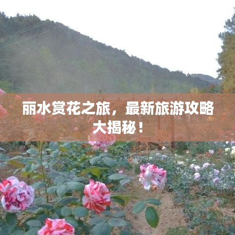 麗水賞花之旅，最新旅游攻略大揭秘！