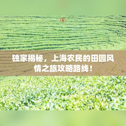 獨家揭秘，上海農(nóng)民的田園風(fēng)情之旅攻略路線！