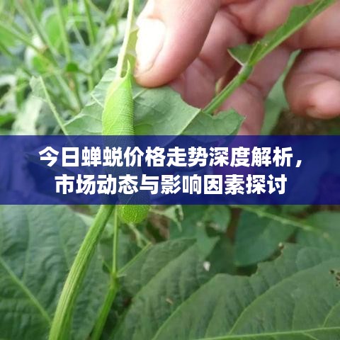 今日蟬蛻價(jià)格走勢(shì)深度解析，市場(chǎng)動(dòng)態(tài)與影響因素探討
