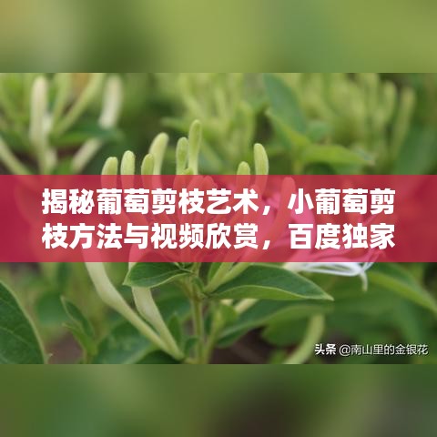 揭秘葡萄剪枝藝術(shù)，小葡萄剪枝方法與視頻欣賞，百度獨(dú)家呈現(xiàn)！
