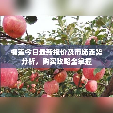 榴蓮今日最新報價及市場走勢分析，購買攻略全掌握