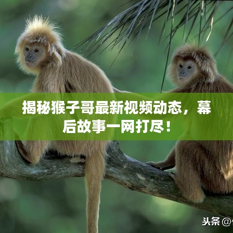 揭秘猴子哥最新視頻動態(tài)，幕后故事一網(wǎng)打盡！