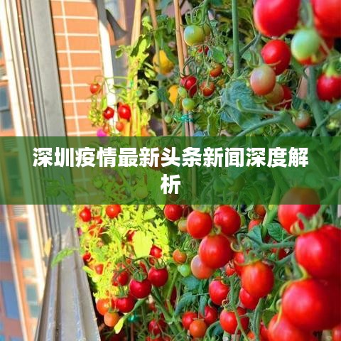 深圳疫情最新頭條新聞深度解析