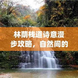 林蔭棧道詩意漫步攻略，自然間的絕美之旅