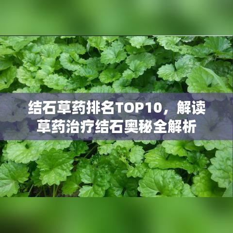 結(jié)石草藥排名TOP10，解讀草藥治療結(jié)石奧秘全解析