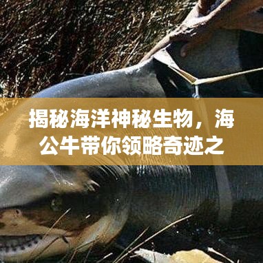 揭秘海洋神秘生物，海公牛帶你領(lǐng)略奇跡之旅