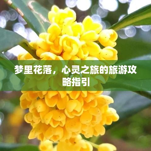 夢里花落，心靈之旅的旅游攻略指引