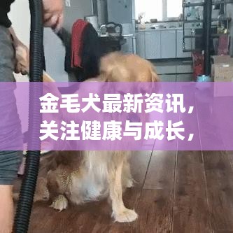 金毛犬最新資訊，關(guān)注健康與成長(zhǎng)，專業(yè)解讀金毛成長(zhǎng)秘籍