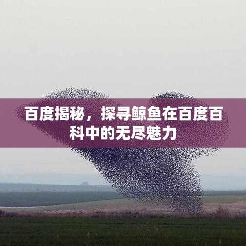百度揭秘，探尋鯨魚在百度百科中的無盡魅力