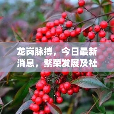 龍崗脈搏，今日最新消息，繁榮發(fā)展及社區(qū)動(dòng)態(tài)全掌握