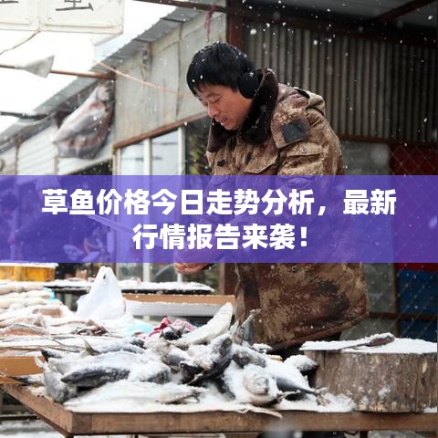 草魚價格今日走勢分析，最新行情報告來襲！