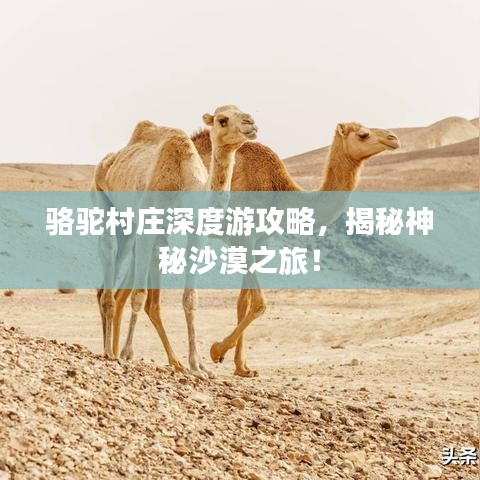 駱駝村莊深度游攻略，揭秘神秘沙漠之旅！