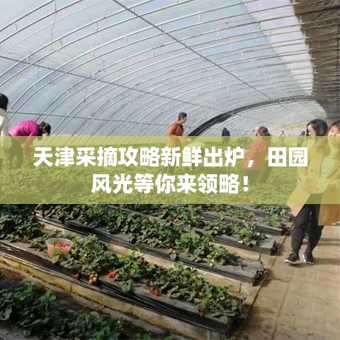 天津采摘攻略新鮮出爐，田園風(fēng)光等你來領(lǐng)略！