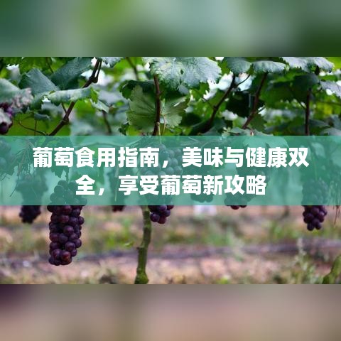 葡萄食用指南，美味與健康雙全，享受葡萄新攻略