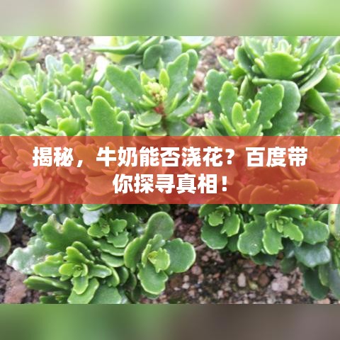揭秘，牛奶能否澆花？百度帶你探尋真相！
