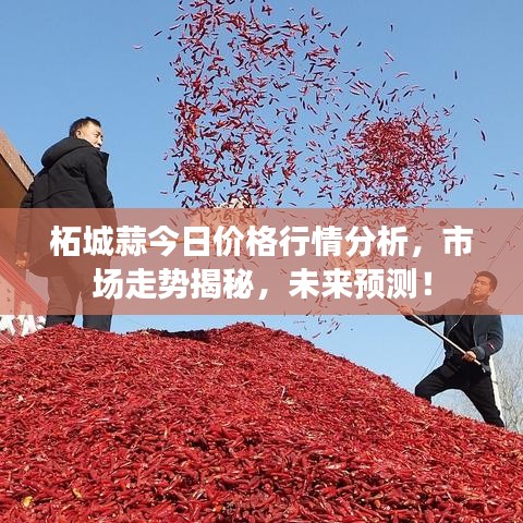 柘城蒜今日價格行情分析，市場走勢揭秘，未來預測！