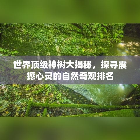 世界頂級神樹大揭秘，探尋震撼心靈的自然奇觀排名