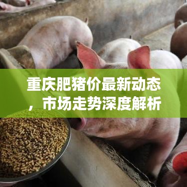 重慶肥豬價(jià)最新動(dòng)態(tài)，市場(chǎng)走勢(shì)深度解析與未來(lái)展望