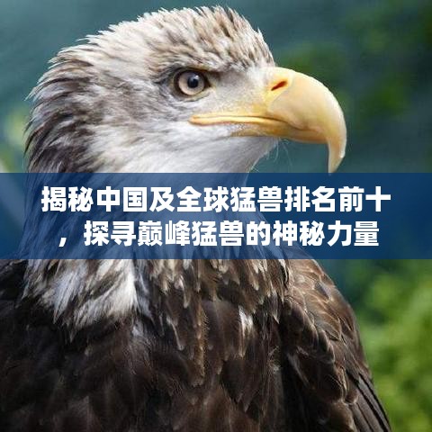 揭秘中國(guó)及全球猛獸排名前十，探尋巔峰猛獸的神秘力量