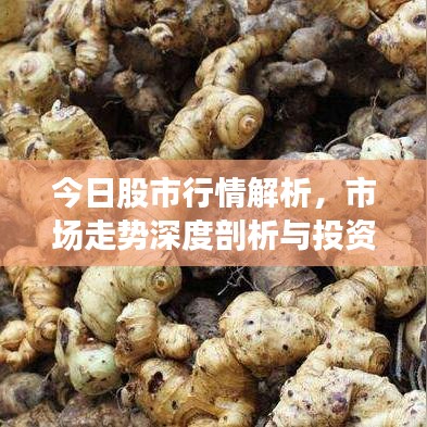 今日股市行情解析，市場走勢深度剖析與投資機會探討