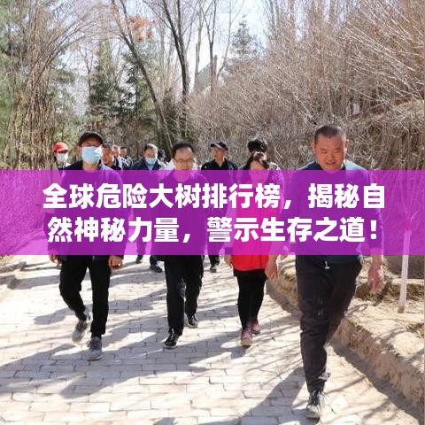 全球危險(xiǎn)大樹排行榜，揭秘自然神秘力量，警示生存之道！