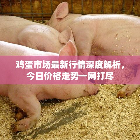 雞蛋市場最新行情深度解析，今日價(jià)格走勢一網(wǎng)打盡