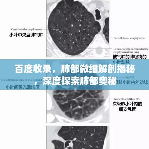 百度收錄，肺部微細(xì)解剖揭秘，深度探索肺部奧秘