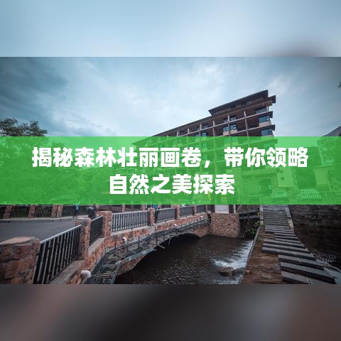 揭秘森林壯麗畫卷，帶你領(lǐng)略自然之美探索