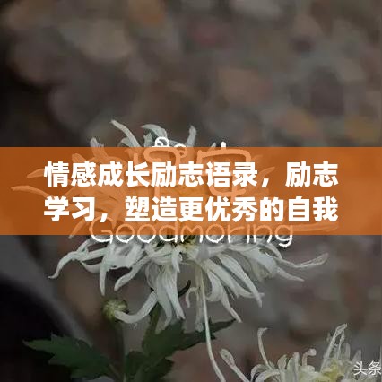 情感成長勵志語錄，勵志學(xué)習(xí)，塑造更優(yōu)秀的自我