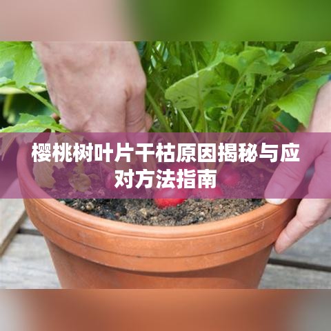 櫻桃樹(shù)葉片干枯原因揭秘與應(yīng)對(duì)方法指南