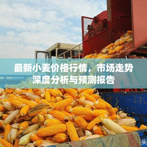 最新小麥價(jià)格行情，市場(chǎng)走勢(shì)深度分析與預(yù)測(cè)報(bào)告