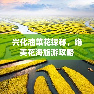 興化油菜花探秘，絕美花海旅游攻略