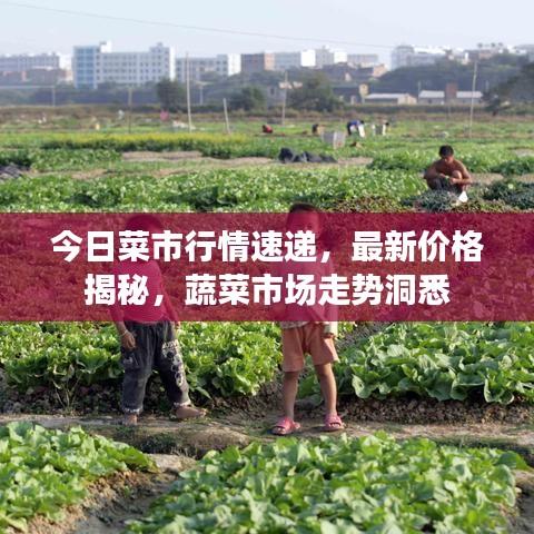 今日菜市行情速遞，最新價格揭秘，蔬菜市場走勢洞悉