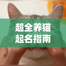 超全養(yǎng)貓起名指南，為你的貓咪挑選一個獨特而吸引人的名字！