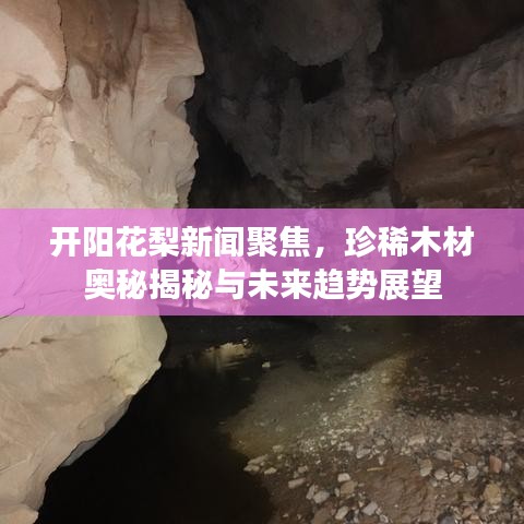 開陽花梨新聞聚焦，珍稀木材奧秘揭秘與未來趨勢展望