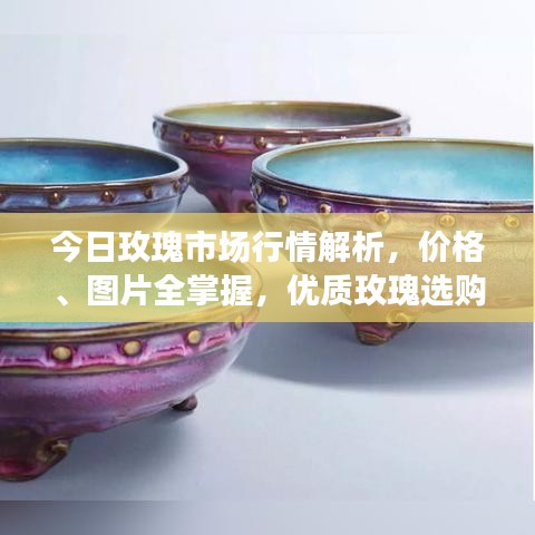 今日玫瑰市場行情解析，價格、圖片全掌握，優(yōu)質(zhì)玫瑰選購指南