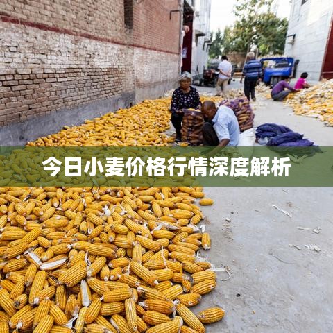 今日小麥價(jià)格行情深度解析