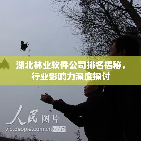 湖北林業(yè)軟件公司排名揭秘，行業(yè)影響力深度探討