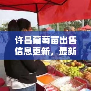 許昌葡萄苗出售信息更新，最新動(dòng)態(tài)一網(wǎng)打盡