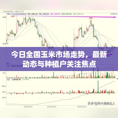 今日全國玉米市場走勢，最新動態(tài)與種植戶關(guān)注焦點