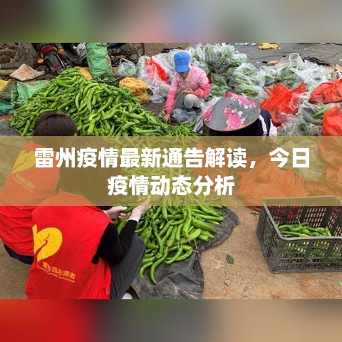 雷州疫情最新通告解讀，今日疫情動態(tài)分析
