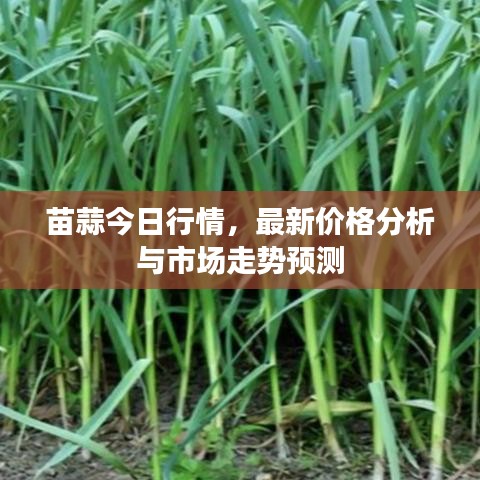 苗蒜今日行情，最新價格分析與市場走勢預(yù)測