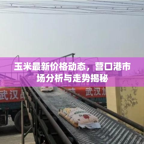 玉米最新價(jià)格動(dòng)態(tài)，營(yíng)口港市場(chǎng)分析與走勢(shì)揭秘