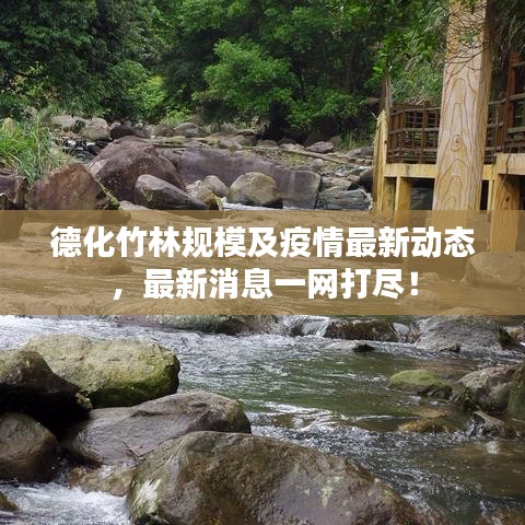 德化竹林規(guī)模及疫情最新動(dòng)態(tài)，最新消息一網(wǎng)打盡！