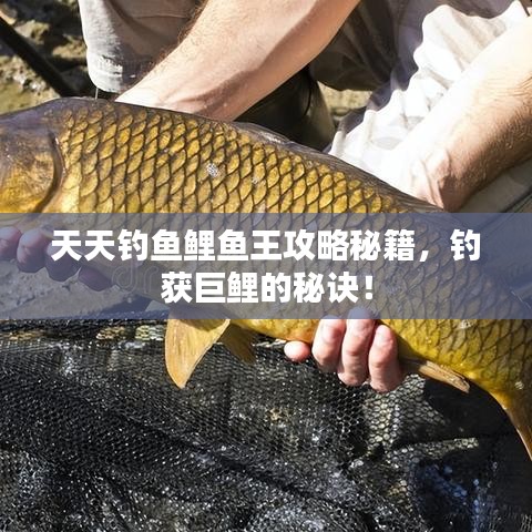 天天釣魚鯉魚王攻略秘籍，釣獲巨鯉的秘訣！