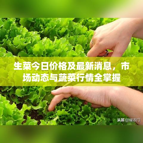 生菜今日價(jià)格及最新消息，市場(chǎng)動(dòng)態(tài)與蔬菜行情全掌握