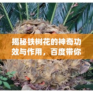 揭秘鐵樹花的神奇功效與作用，百度帶你探索未知領(lǐng)域！