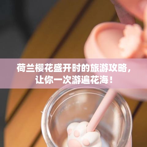 荷蘭櫻花盛開時(shí)的旅游攻略，讓你一次游遍花海！