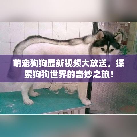 萌寵狗狗最新視頻大放送，探索狗狗世界的奇妙之旅！